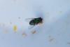 Lucilia sp.